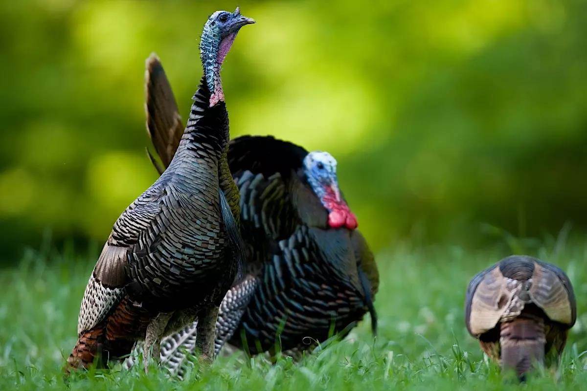 Regional Strut Update: April Turkey Forecasts Across the Country