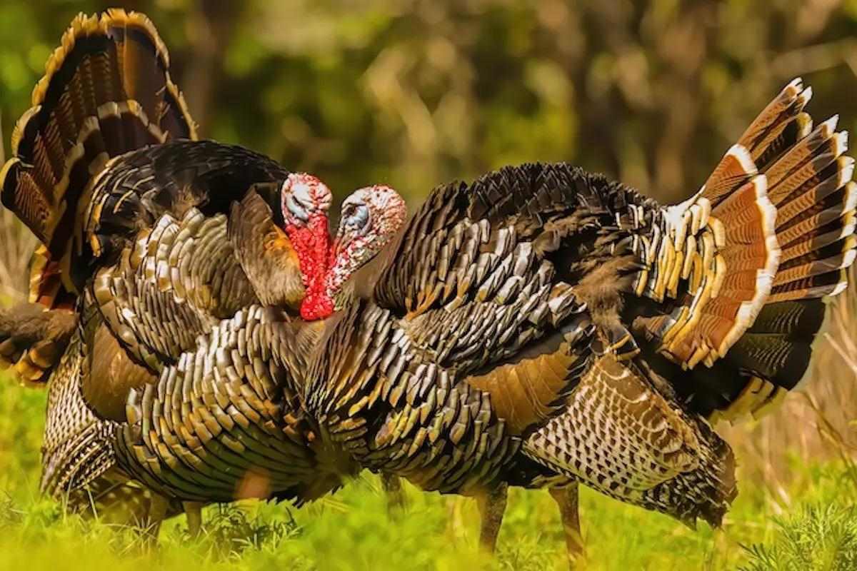 Regional Strut Update: Strutting and Gobbling in Midwest, So