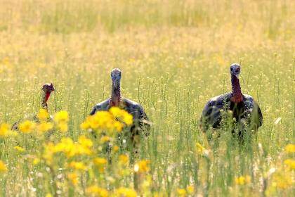 Regional Strut Update: Late-Season Intel on Where and How to Tag a Mid-May Longbeard