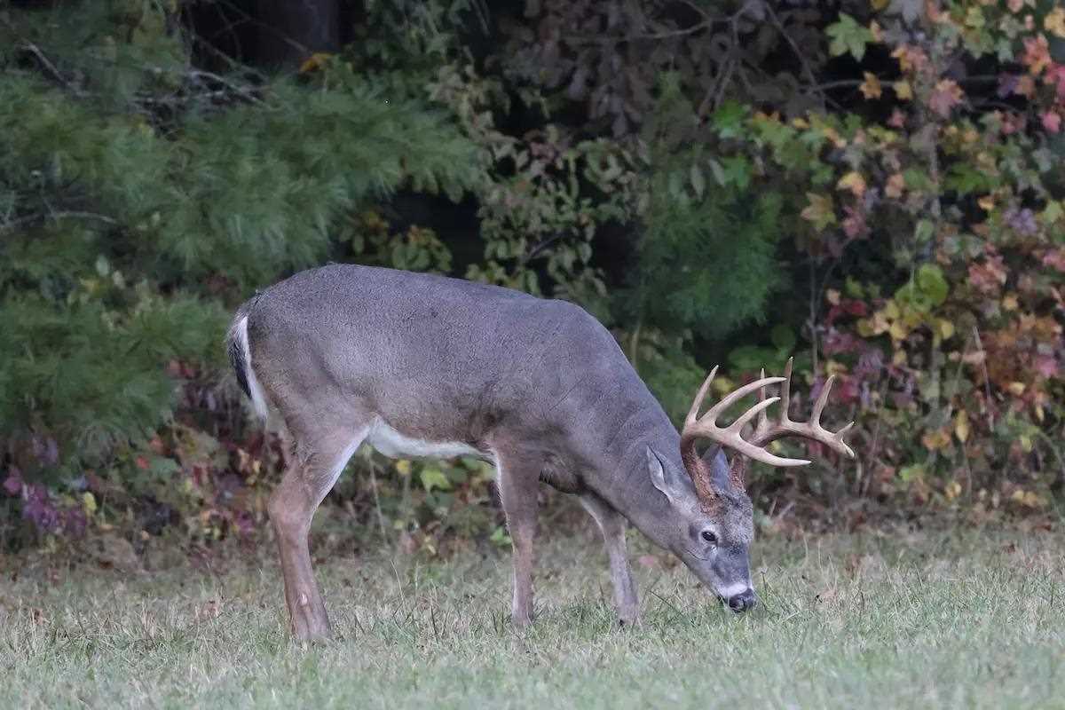 Regional Rut Update Signs of the Impending Rut Are Ramping Game & Fish