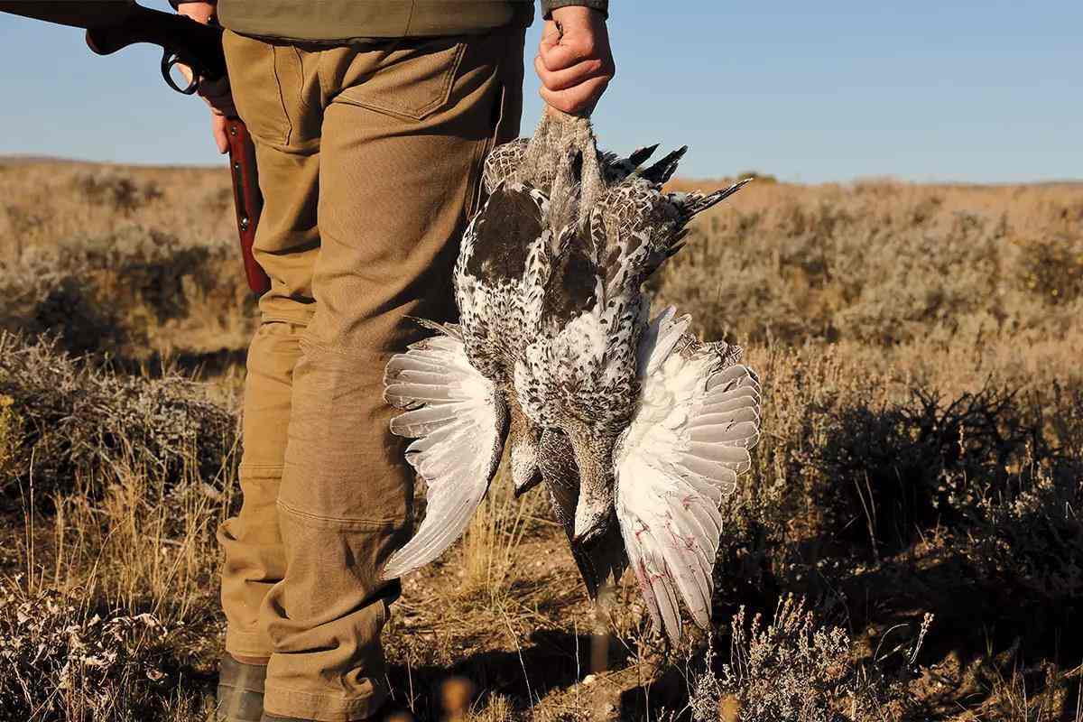 Sage Grouse Hunting, A Generational Tradition