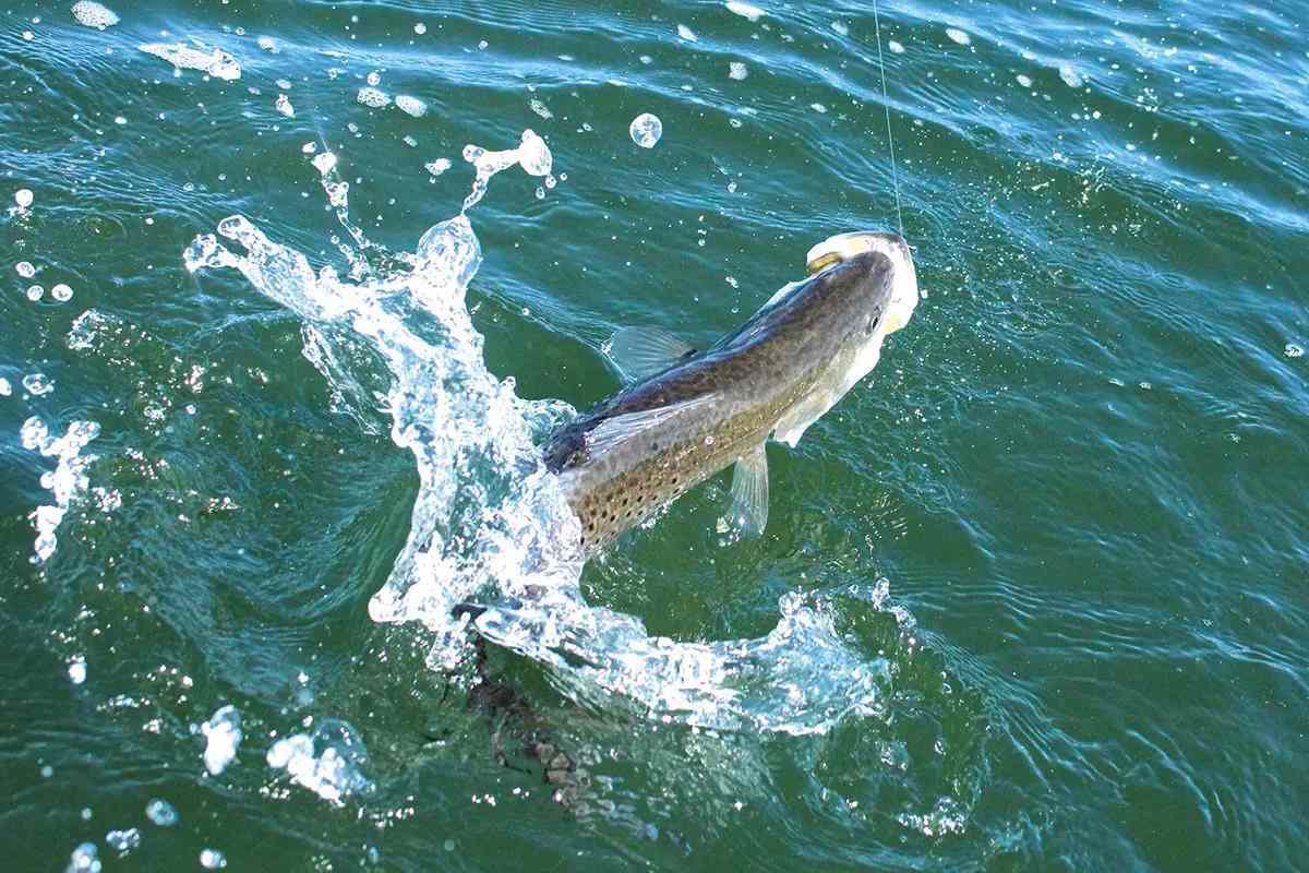 Berkley Fishing Sport River Lake Ocean Sea Fish Bait Rod Black T