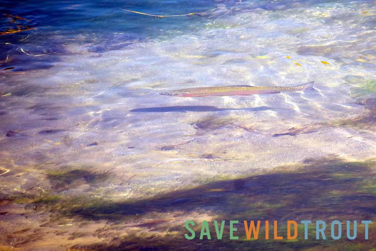 SaveWildTrout.org Launches Campaign to Protect Montana's Wild Trout Populations