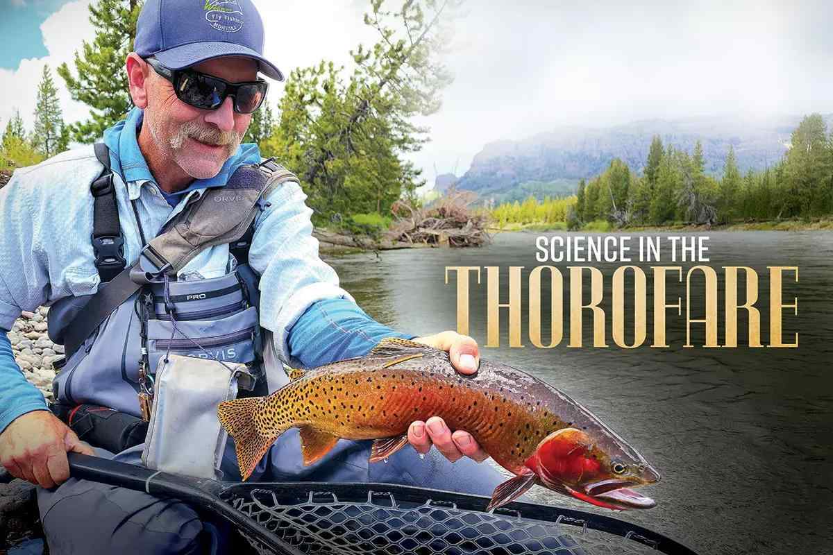 Science in the Thorofare: Researching Cutthroat Trout in the - Fly Fisherman
