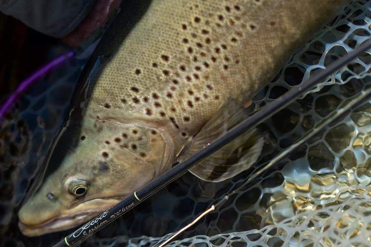 Scott Fly Rod Company Unveils New Session Series - Fly Fisherman
