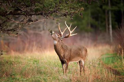 6 Effective Methods to Attract Deer Without Baiting or Supplemental Feeding
