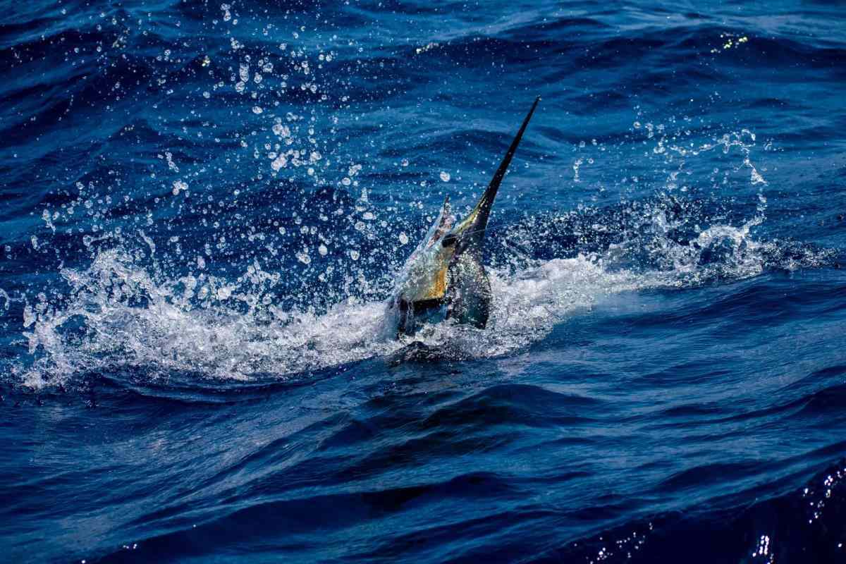 Atlantic Sailfish is slashing around after getting hooked