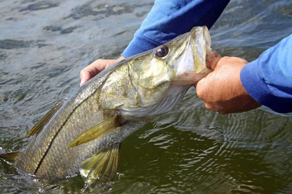 releasing snook into water