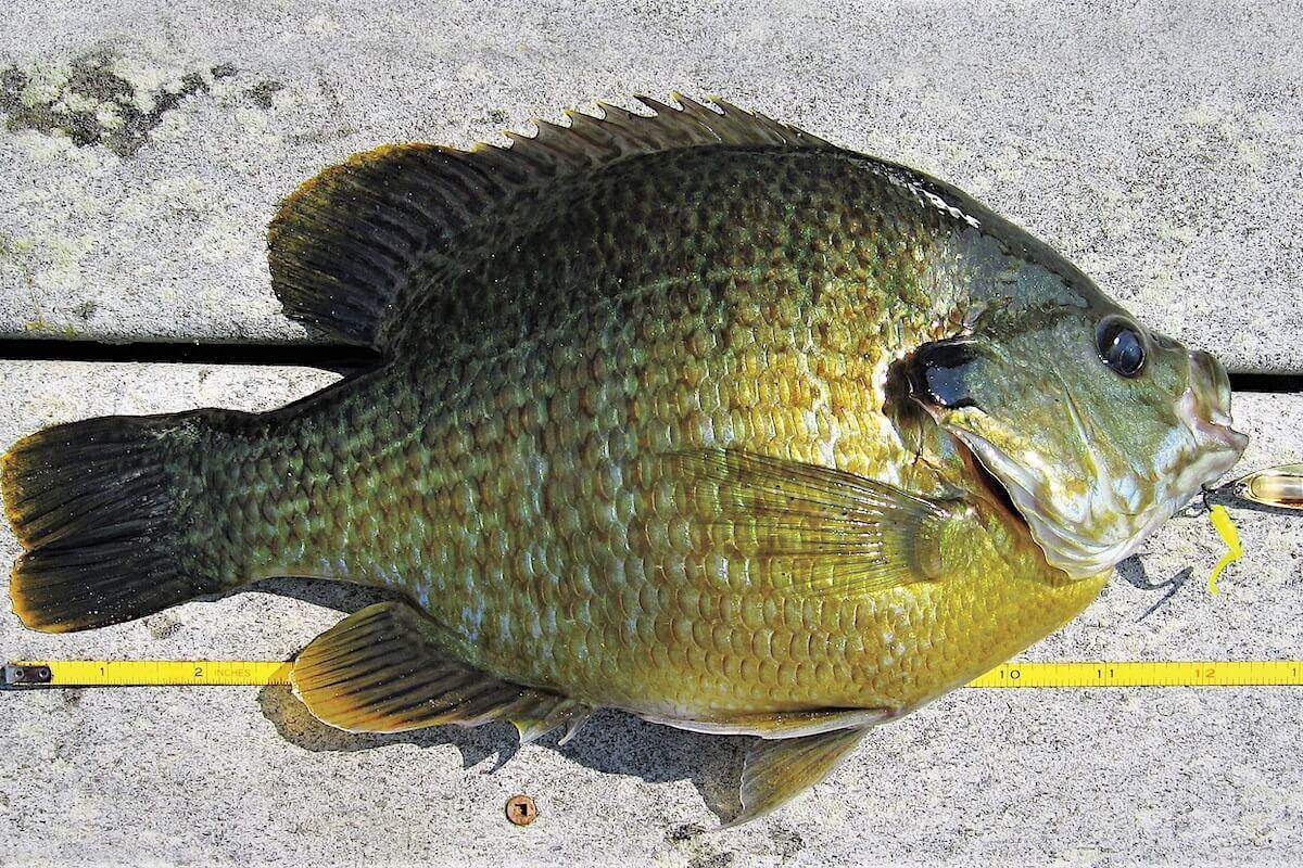 In Search of Giant Crappies and Bluegills - Game & Fish
