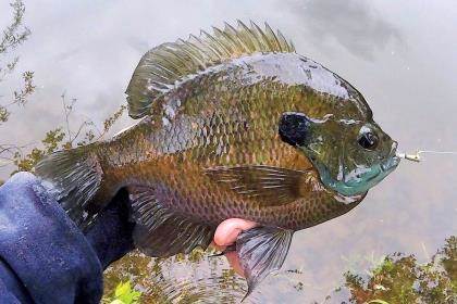 Celebrating The All-American Panfish