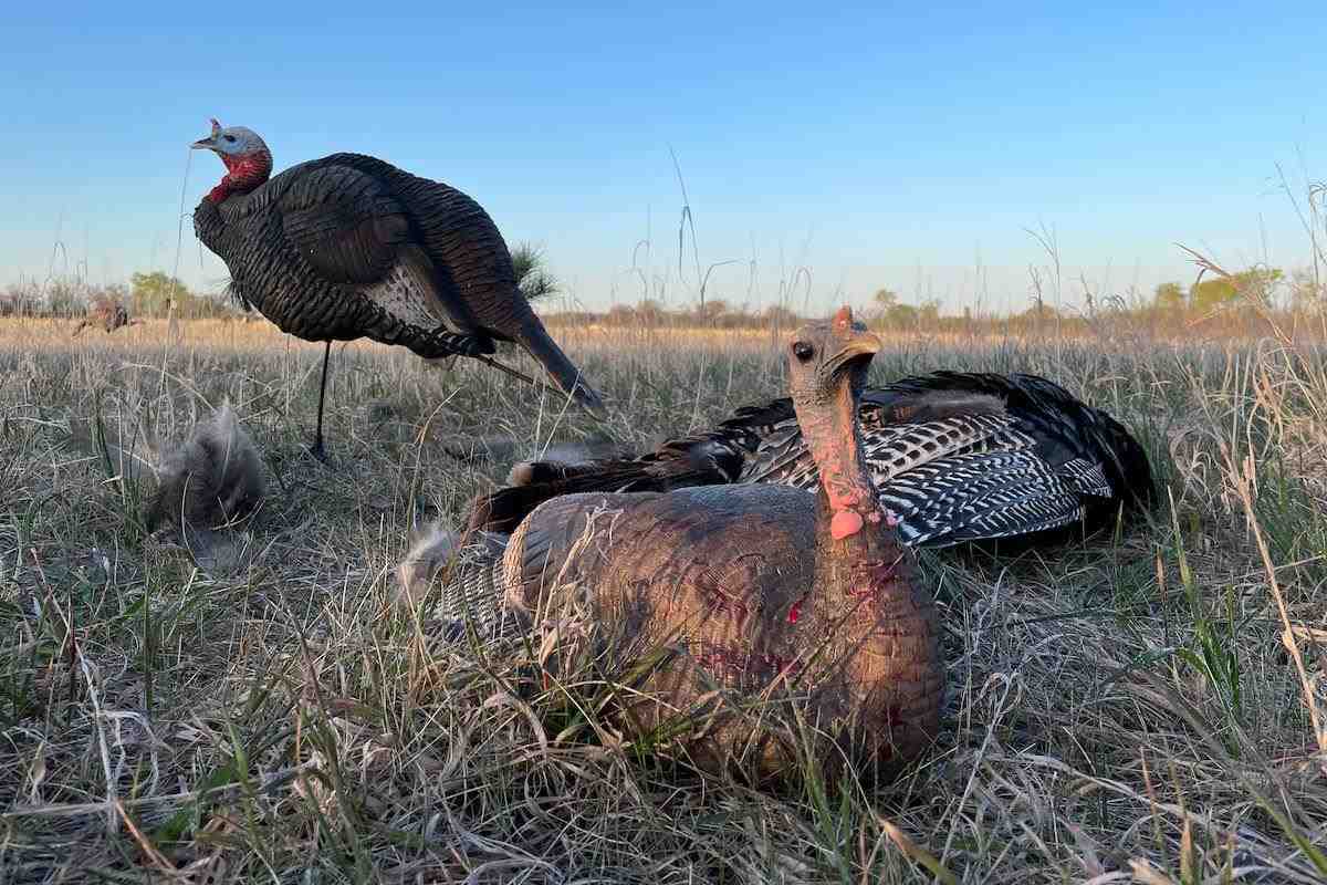 Seasonal Decoy Decisions for Turkey Hunting