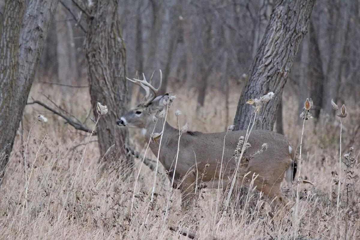 Seize the Moment with Proper Deer Calling - Bowhunter
