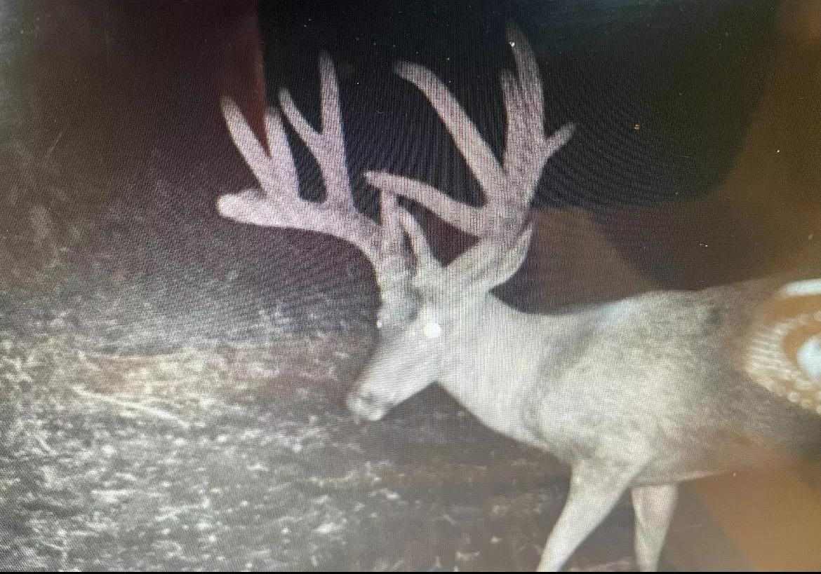 Wisconsin Bowhunter Tags Legendary 212-Inch Buck from a Brush Blind