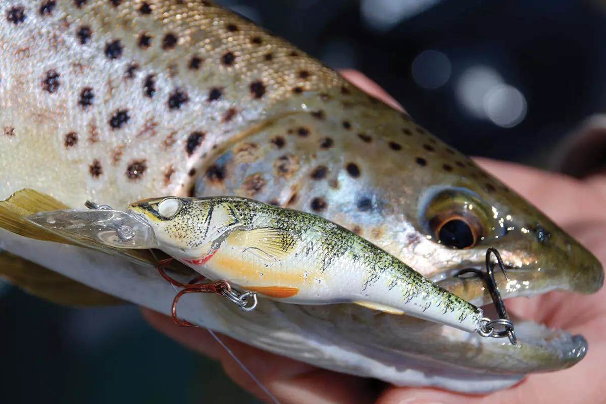 Jack's Favorite Ice Lures for Lake Trout – Cutthroat Anglers
