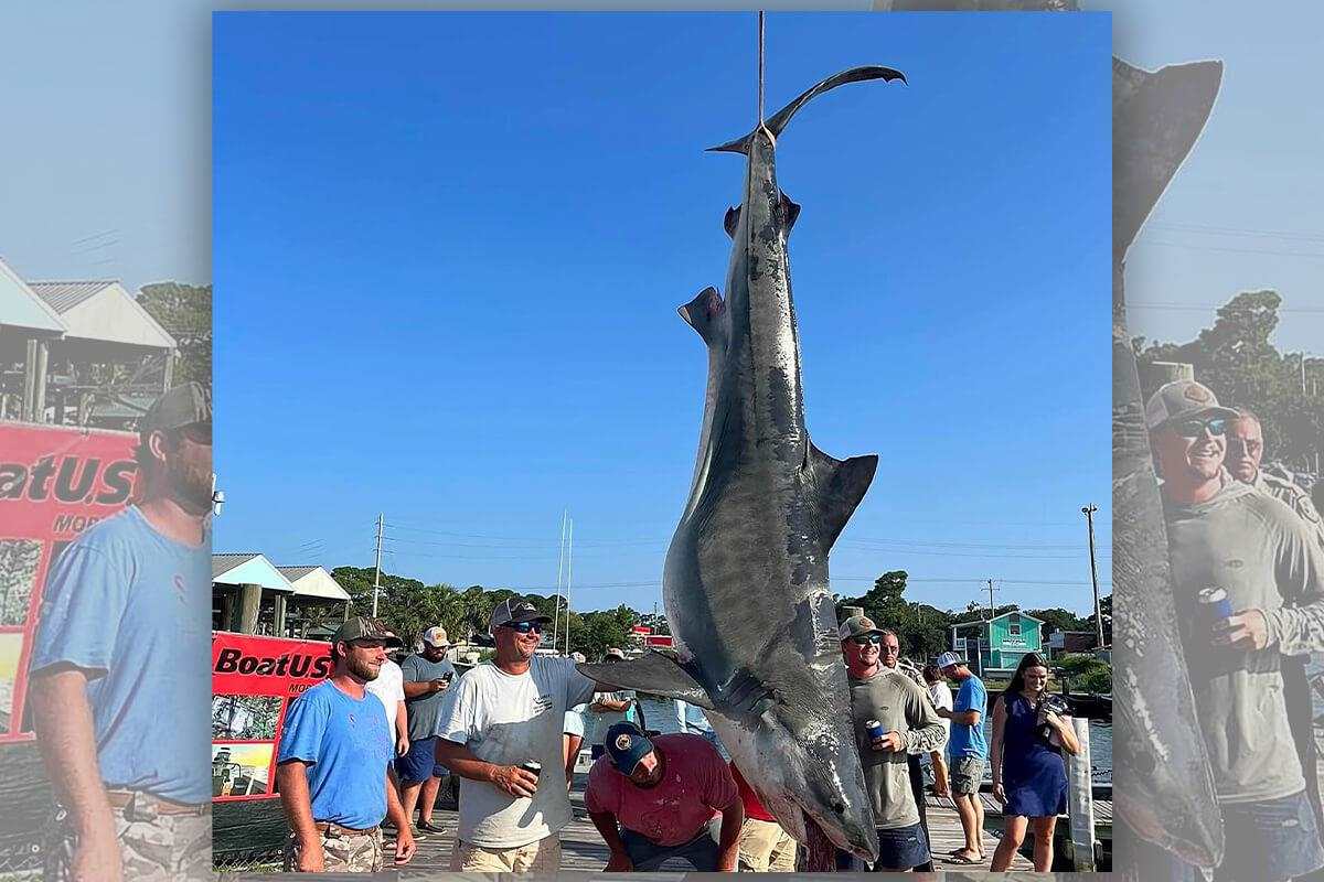 Top 8 largest Marlin ever Caught - New Smyrna Beach