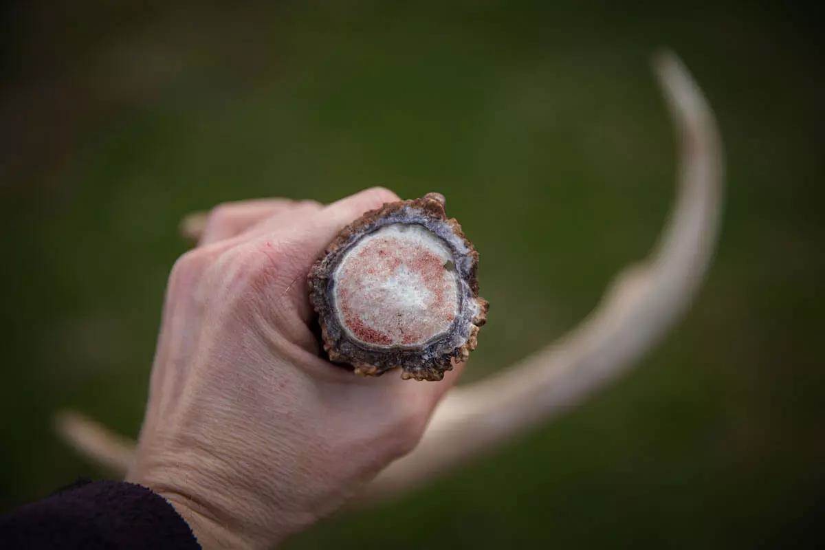 Emily Konkler Shed Antler in Food Plot