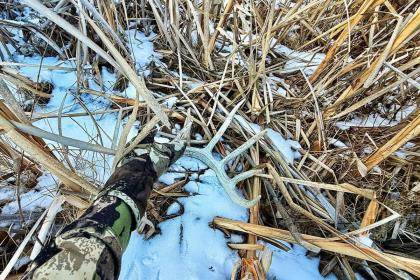 shed antler in cattails