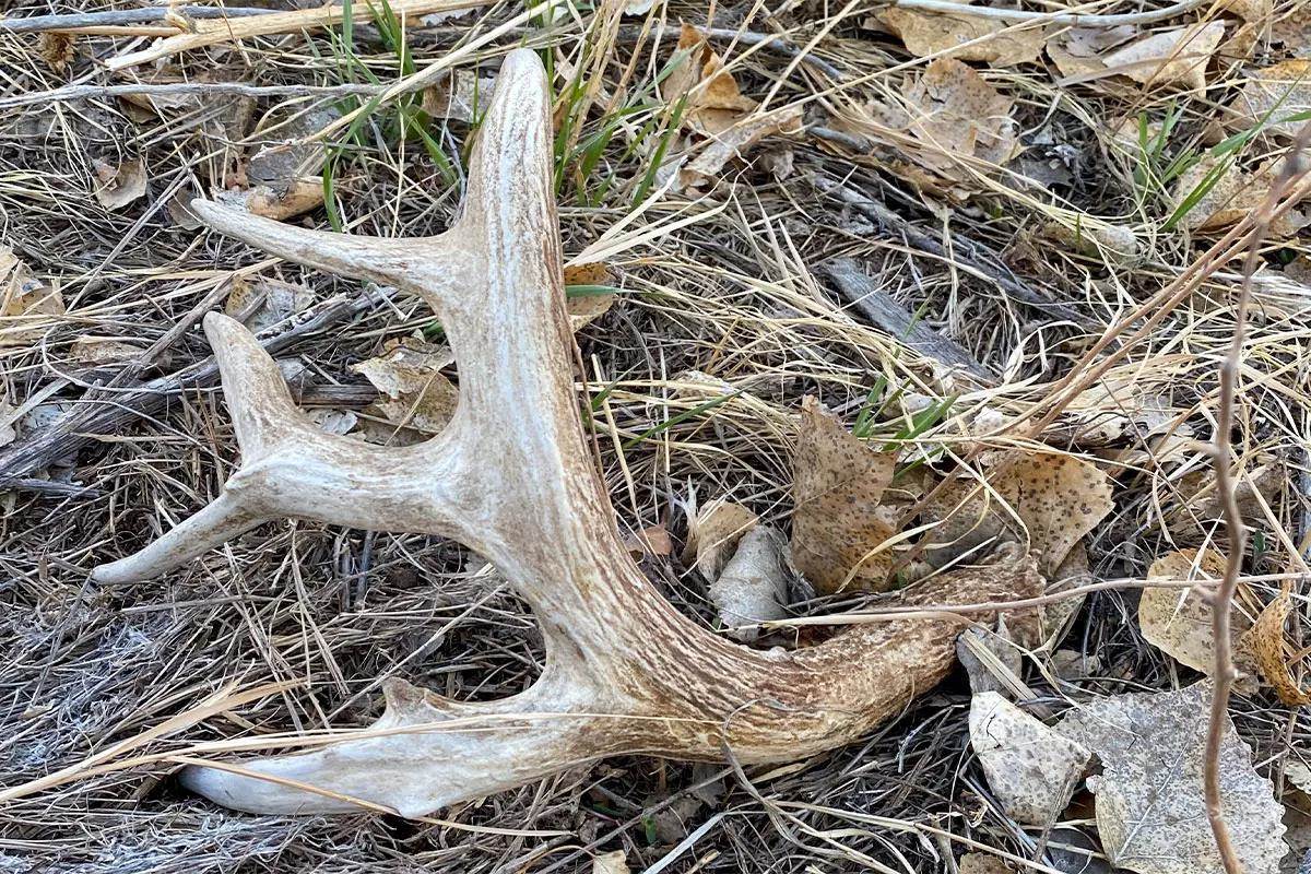 Fresh brown shed antler