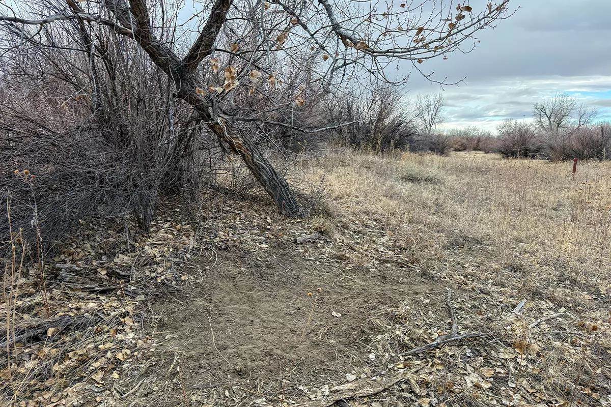 Masive deer scrape under a tree