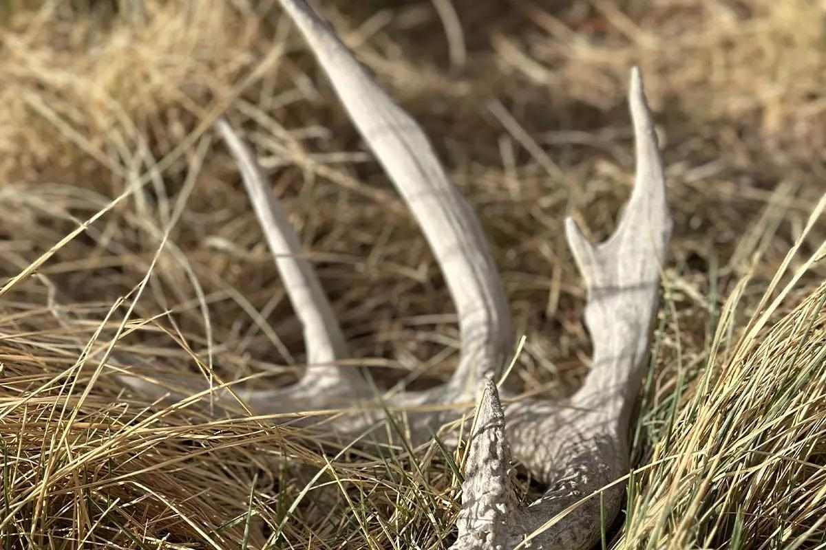Large deer antler laying in grass
