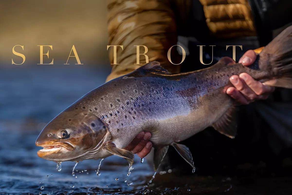 Sheep Dung and Sea Trout: Befriending the Wind in Patagonia