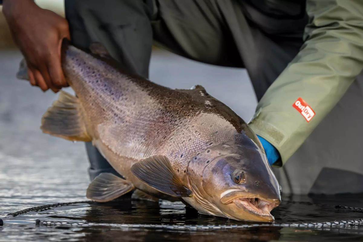 Sheep Dung and Sea Trout: Befriending the Wind in Patagonia - Fly Fisherman