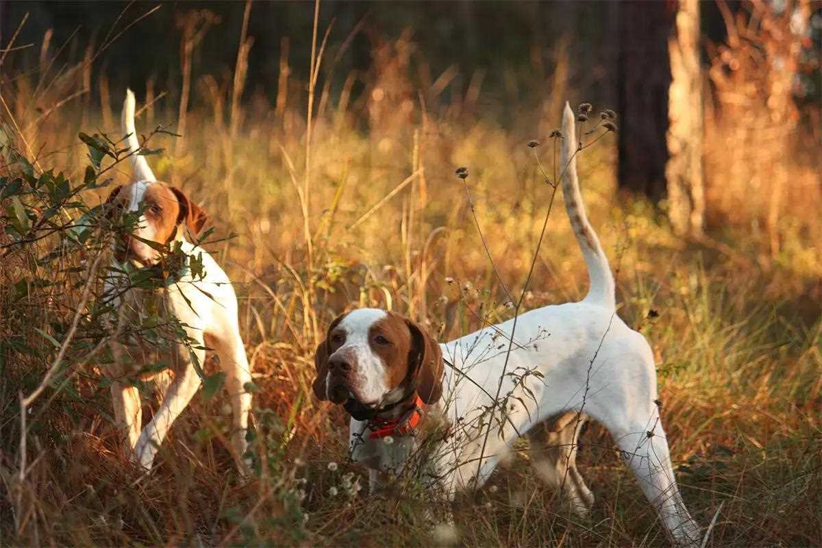 Should You Buy a Puppy, Started, or Finished Gun Dog 