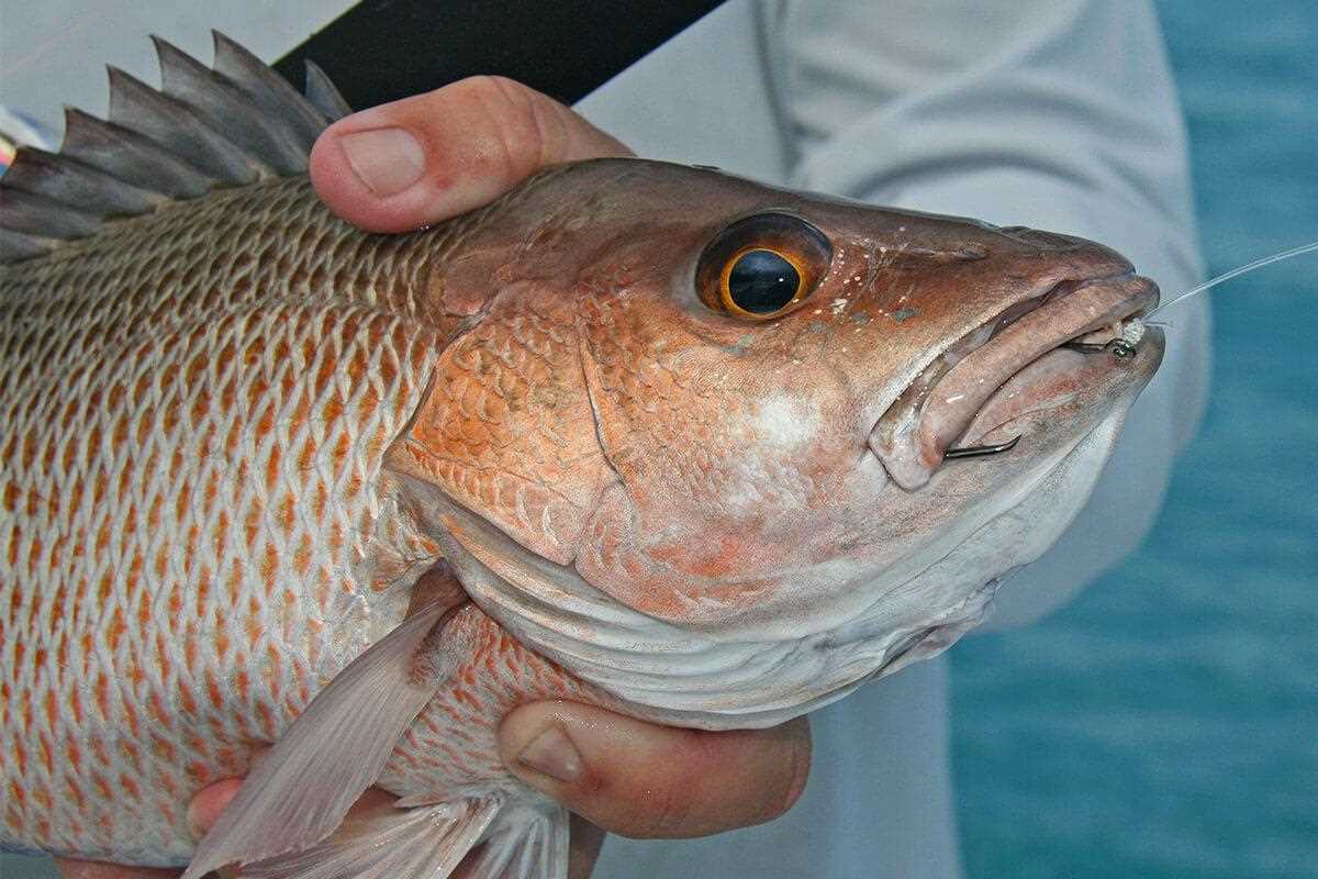 This mangrove snapper was my first saltwater species on the fly