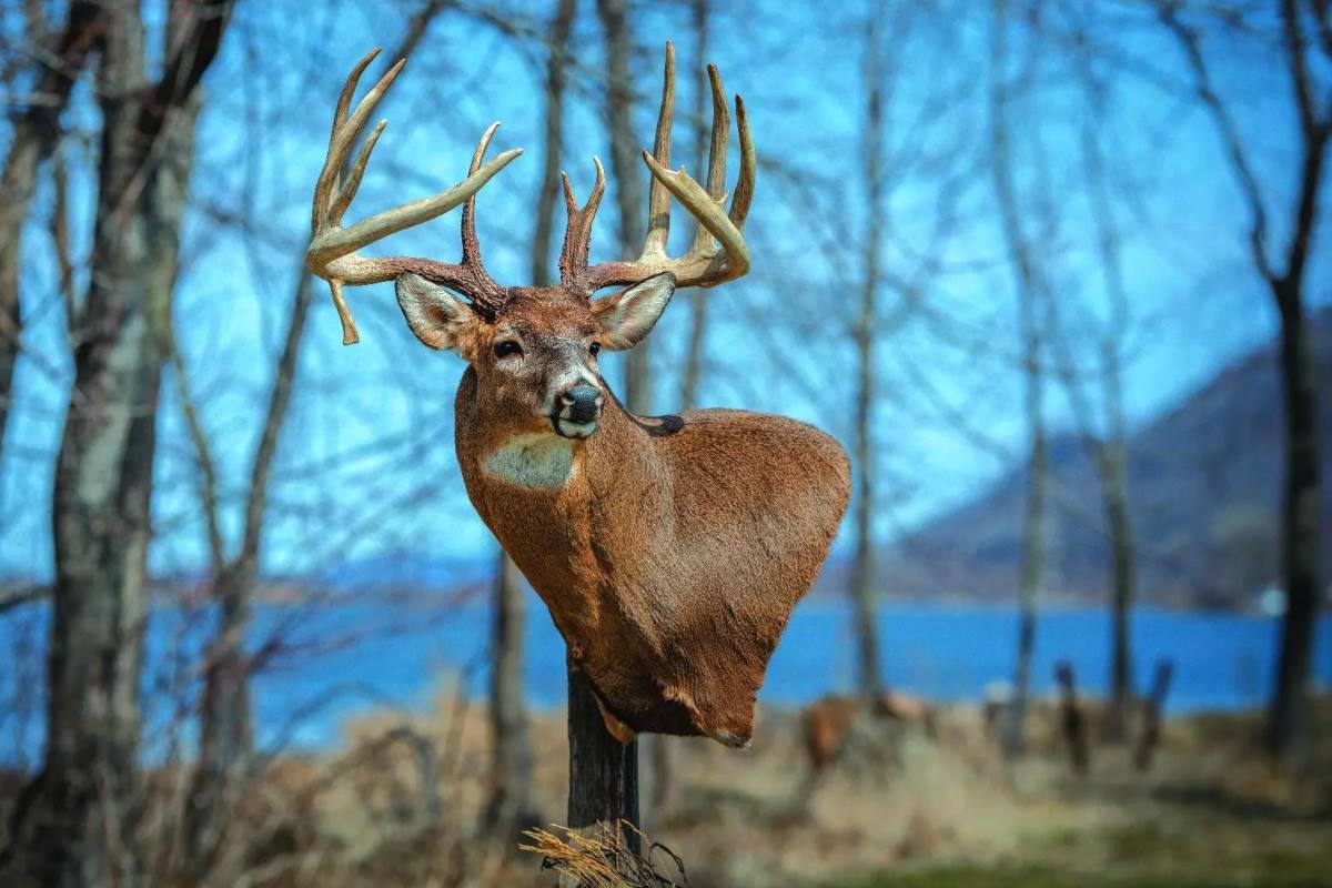 monster whitetail deer buck head