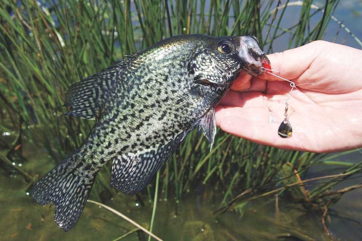 Slab Spotting: How to Stalk Big Crappies in Skinny Water - Game & Fish
