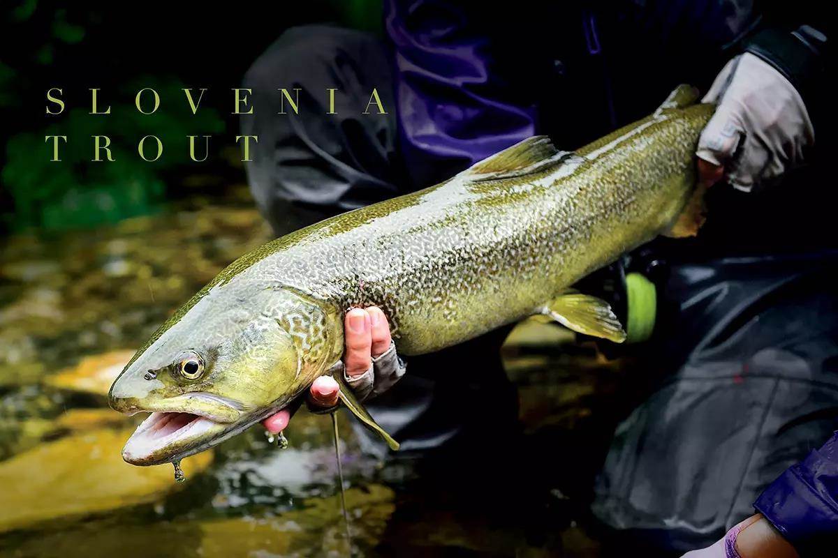 Slovenia Trout: A New Fly-Fishing Frontier in the Old World