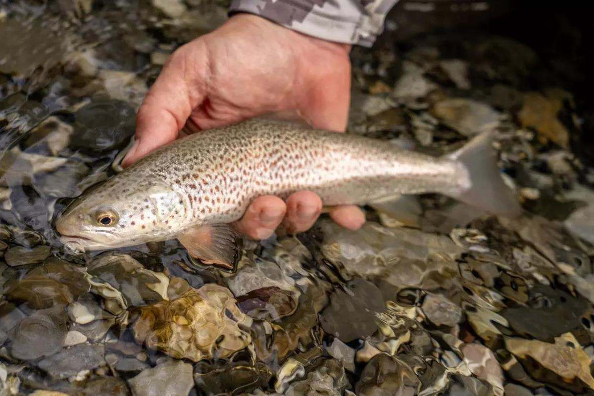 A hand holding a small marble trout in the water. 