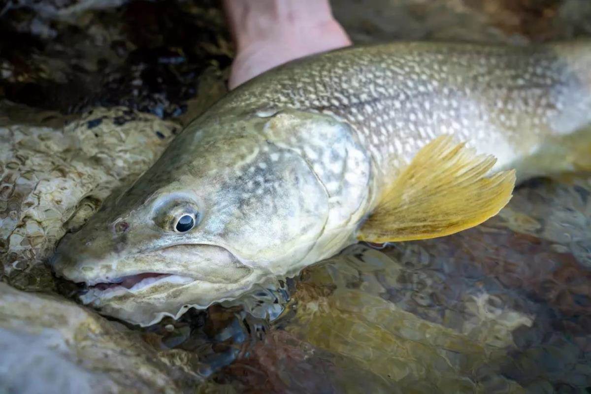 How Have Slovenia's Rare Marble Trout Fared After Recent Disastrous Deluges?