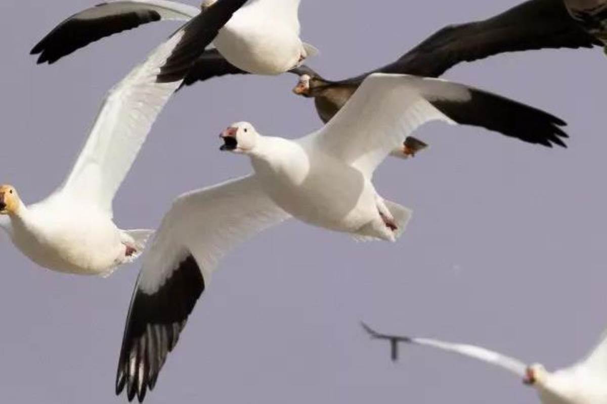 Small Snow Goose Spreads That Kill