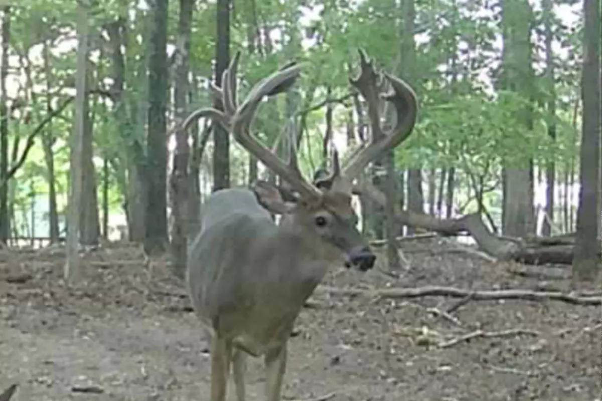 Buck on trail camera