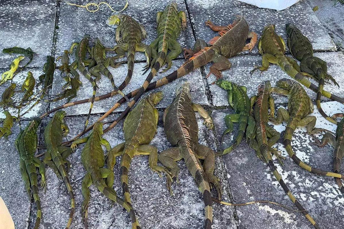 iguanas cold killed