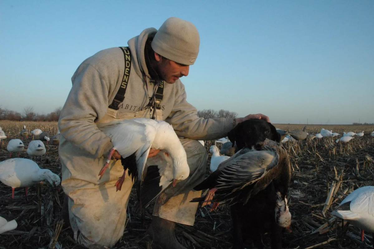 A hunter and his dog holding dead snow geese.