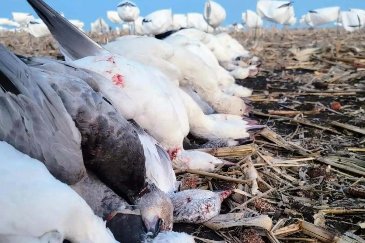 A pile of dead snow geese with decoys in the background.