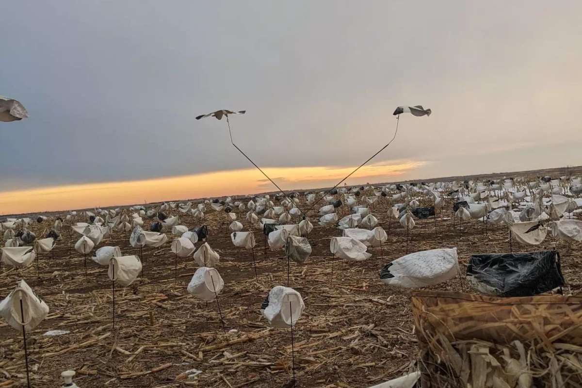 A picture of a snow goose decoy spread.