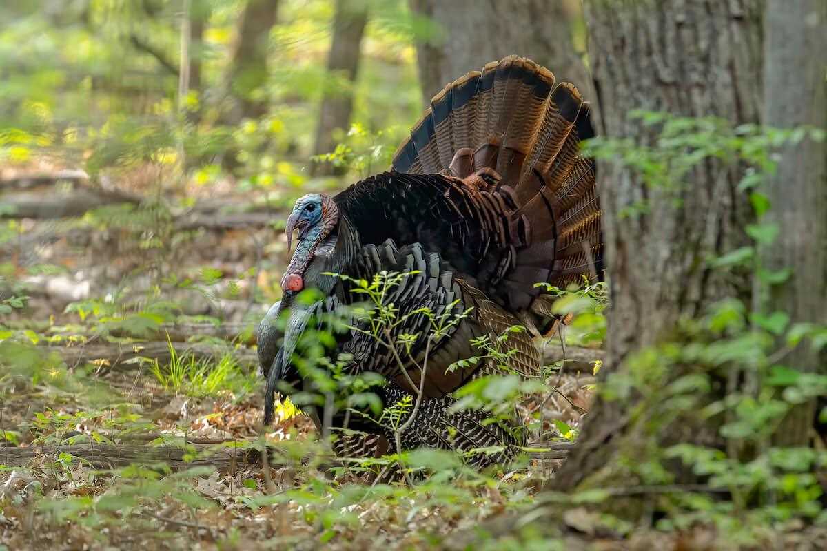 How to Kill a Spring Gobbler Without Decoys