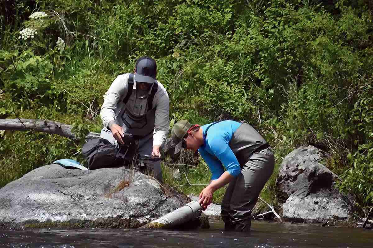 Two men wading in a river checking a sonde in a PVC pipe. 