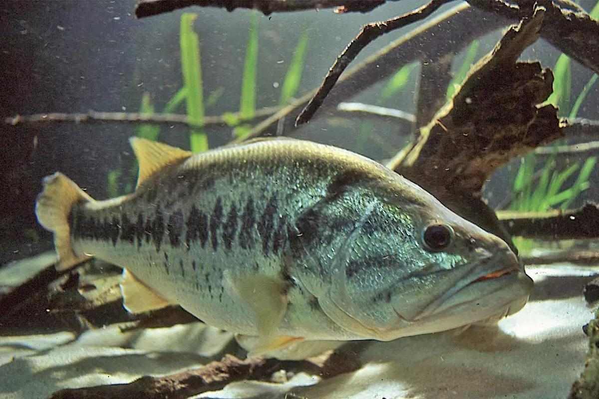Large bass guards her bed from potential threats.