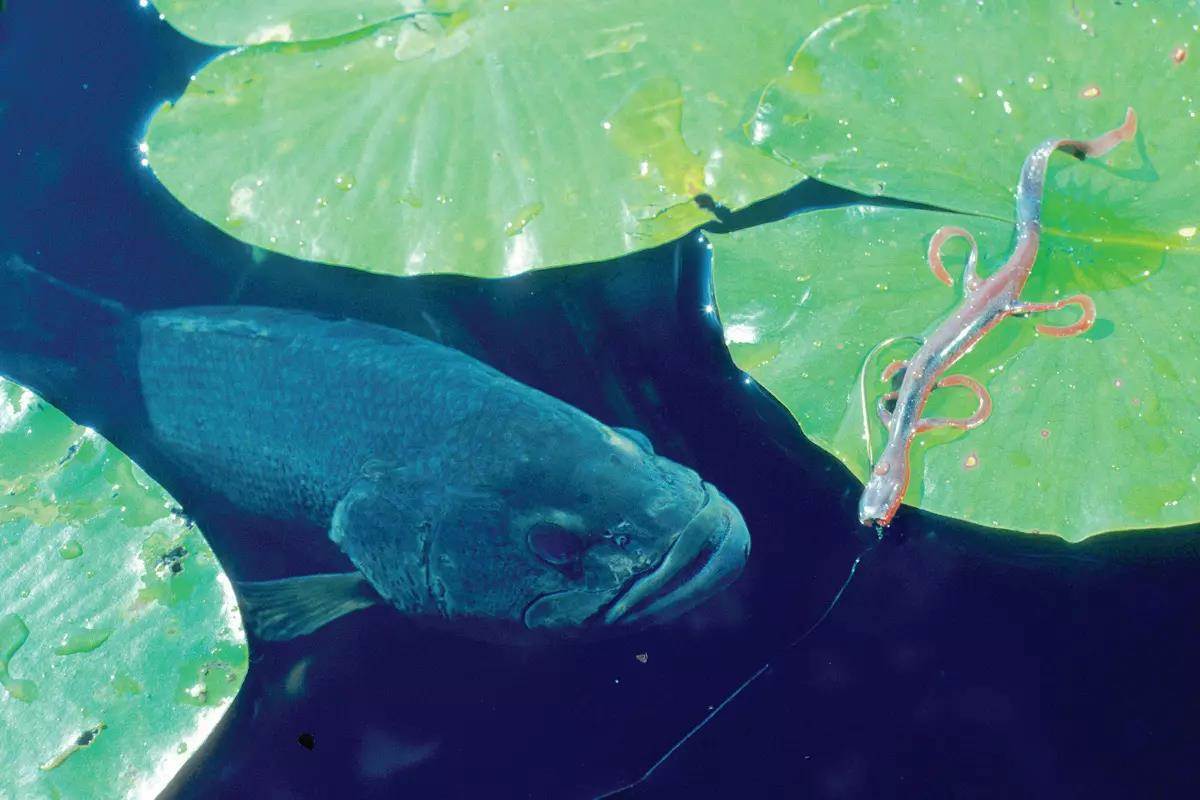 Bass under surface inspects a lizard lure on a lily pad.