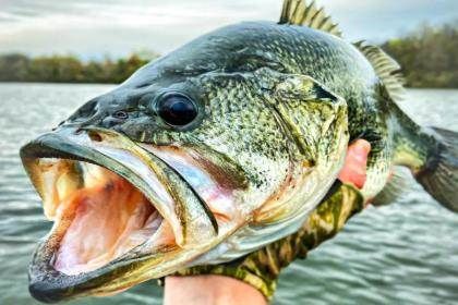 Throw Critter Lures to Catch Hungry Fall Bass - Game & Fish
