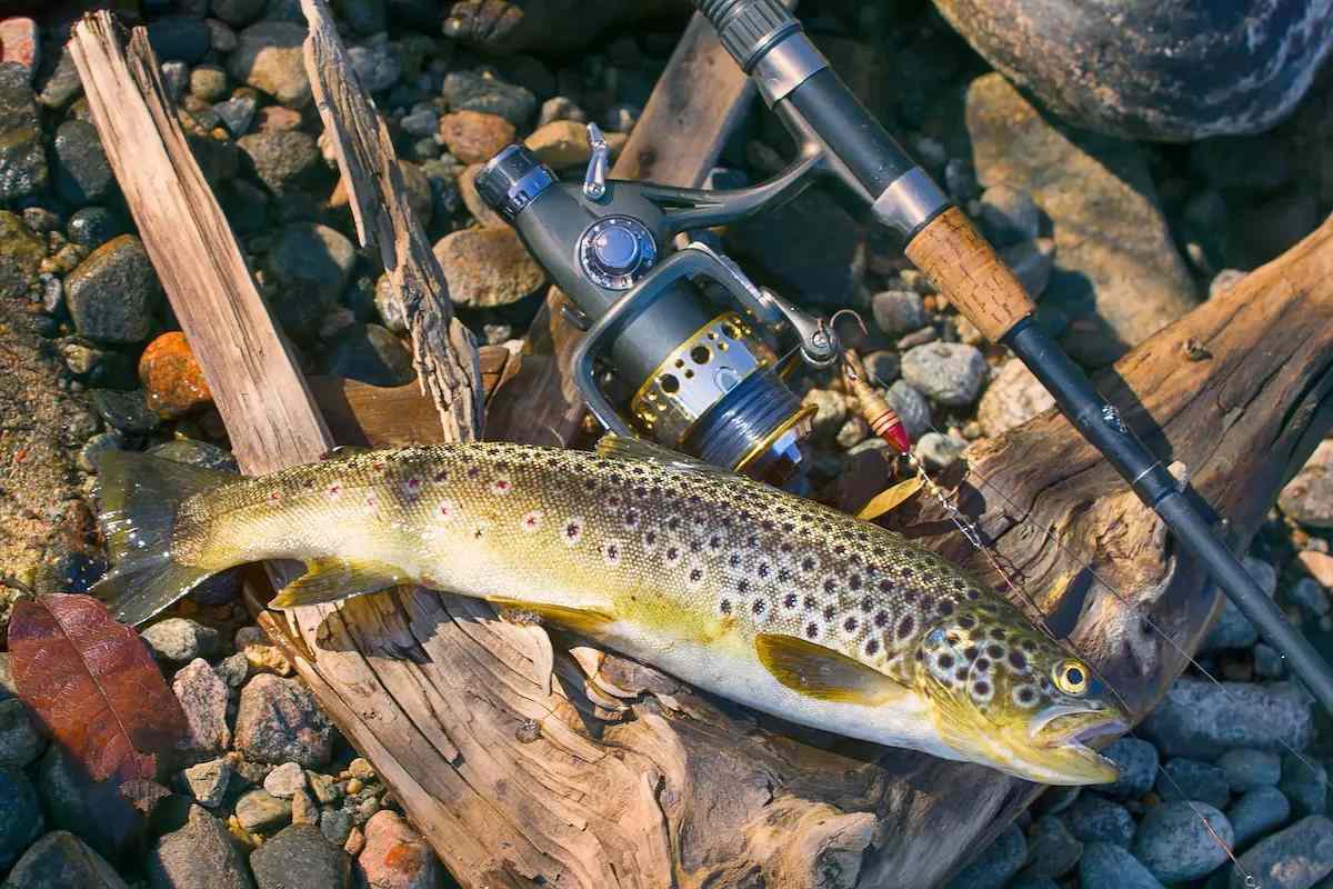 A caught brown trout lays on some driftwood along with a spinning reel and rod. 