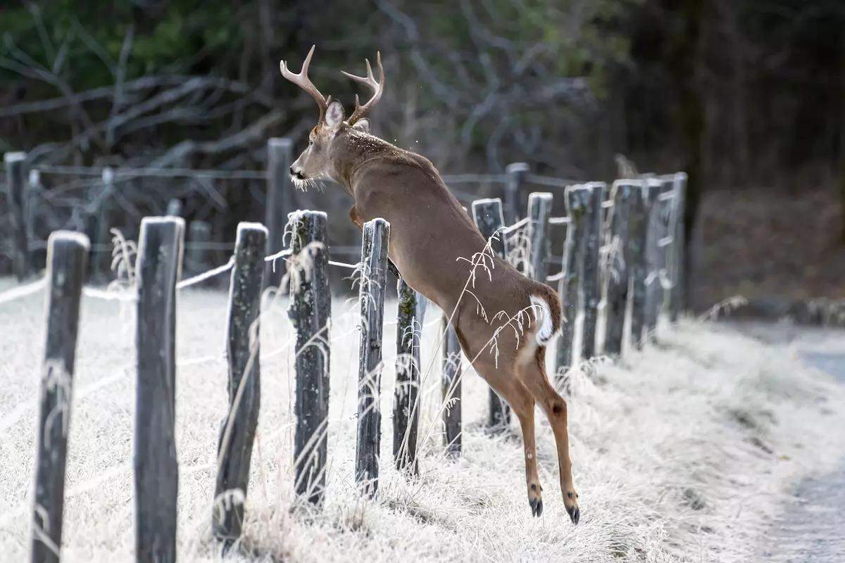A small white-tailed buck jumps an icy fence. 