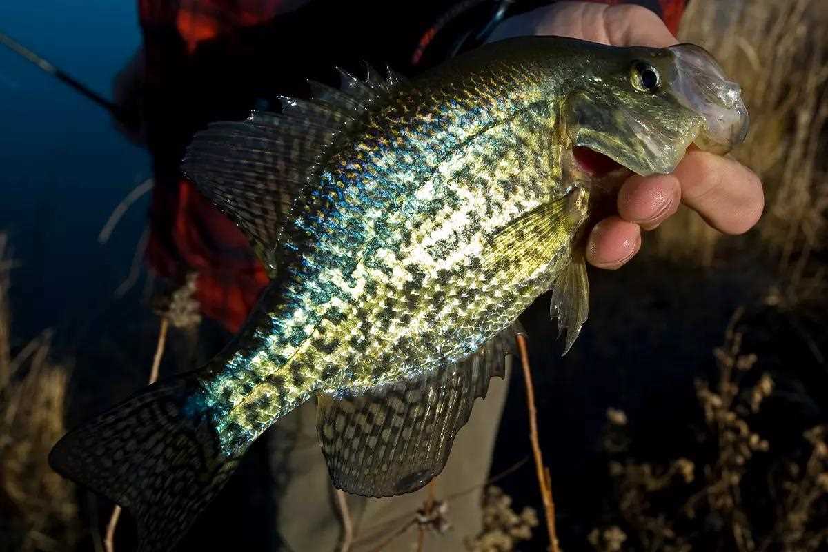 An angler holds up a caught crappie. 