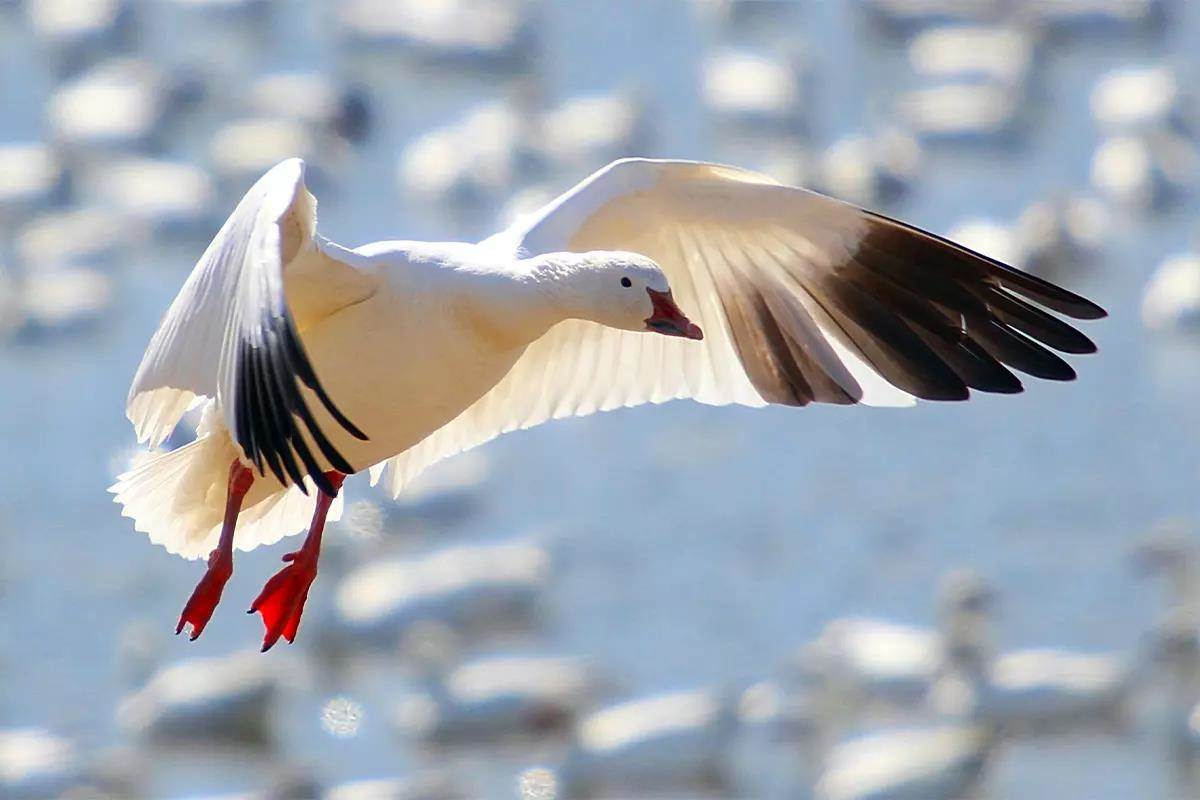 A snow goose comes in for a landing on the water. 