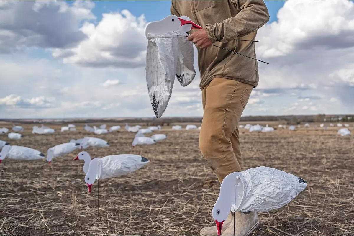 A hunter sets up a few wind sock snow goose hunting decoys in a stubble field. 
