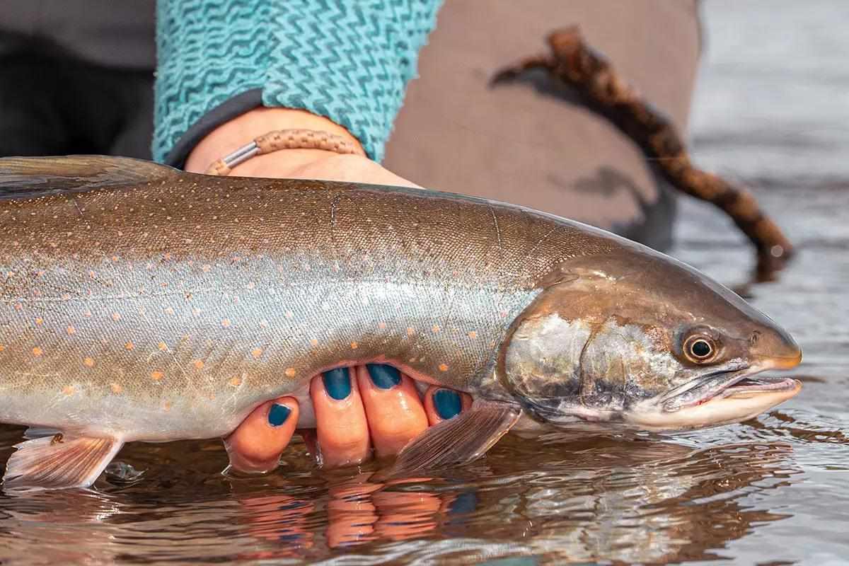 A hand holding a Dolly Varden fish just above a river's surface.